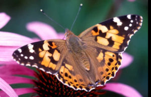 Painted Lady butterfly