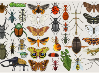 entomology_mumbo_jumbo_by_killskerry-d4cg7a2