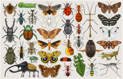 Entomology Mumbo-Jumbo by Killskerry