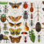 entomology_mumbo_jumbo_by_killskerry-d4cg7a2