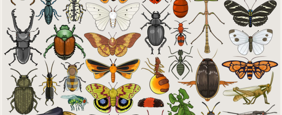 entomology_mumbo_jumbo_by_killskerry-d4cg7a2