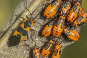 large-milkweed-bug Large Milkweed Bug