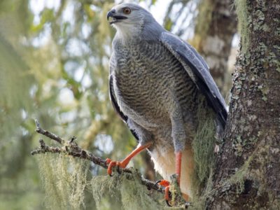 Crane Hawk. https://ebird.org/species/crahaw