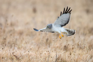 Northern Harrier hunting a grassland. Photo: Gary Zeng/Audubon Photography Awards