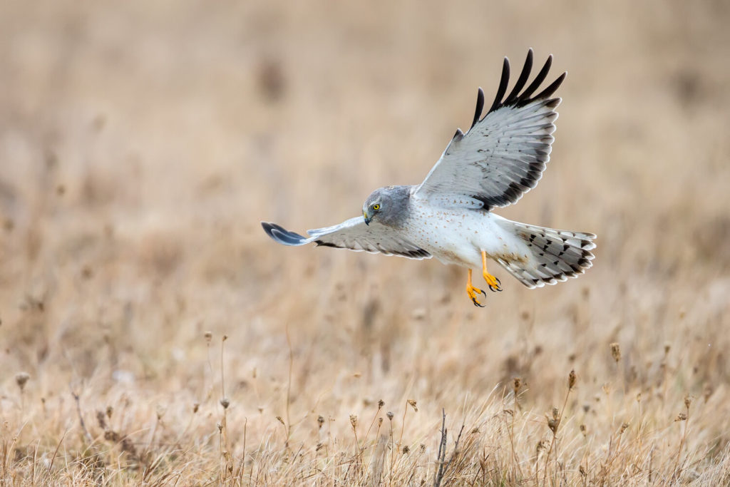 How to Hunt: A Hawk’s Eye View – Saw Mill River Audubon