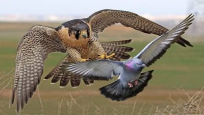 Peregrine pursuing a Rock Pigeon. See a video of this, via BBC, here: https://youtu.be/i6HkIywJuxI