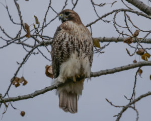 Red-tailed Hawk. Croton Point Park. Photo: Bonnie Coe.