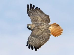 Red-tailed Hawk in flight. https://www.allaboutbirds.org/guide/Red-tailed_Hawk/id