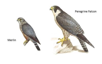 Merlin (L) and Peregrine (R)