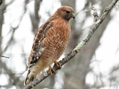Red-shouldered Hawk watching from a perch. From https://www.allaboutbirds.org/guide/Red-shouldered_Hawk/id