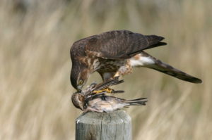Sharp-shinned Hawk with sparrow. Photo: Rick Price/TrekNature
