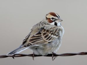 Lark Sparrow. From www.allaboutbirds.org.