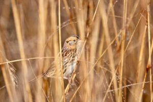 LeContesSparrow-Dec2-2021-CrotonPt-CharlieRoberto The elusive LeConte's Sparrow, December 2, 2021, Croton Point Park. Photo: Charlie Roberto