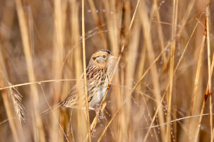 The elusive LeConte's Sparrow, December 2, 2021, Croton Point Park. Photo: Charlie Roberto