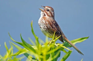 Song sparrow. From www.allaboutbirds.org. Listen to Song sparrows here: https://www.allaboutbirds.org/guide/Song_Sparrow/sounds