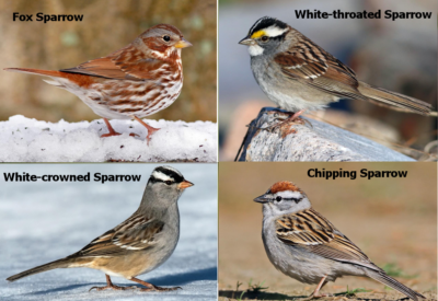 Sparrows-Quartet-2 Sparrows-Quartet-2