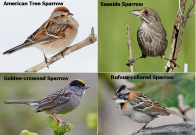Sparrows-Quartet