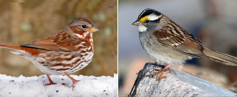 Sparrows-Two