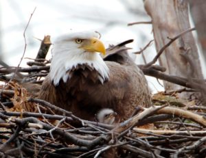 Bald Eagle nest with young, New York state. Photo: www.stevesachsphotography.com