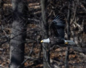 Bald eagle in flight at George's Island. Photo: Steve Rappaport