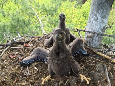 Bald eagle nestlings. Photo: NY Department of Environmental Conservation.