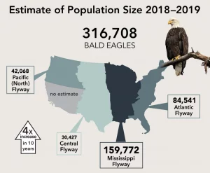 The Bald Eagle population estimate for the Lower 48 states has risen fourfold since 2009, thanks to population recovery and new eBird estimation methods. Photo by Randy Walker/Macaulay Library, graphic by Jillian Ditner. More here: https://www.allaboutbirds.org/news/new-bald-eagle-population-estimate-usfws/