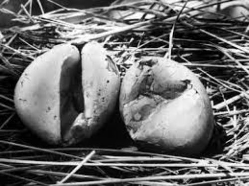 Eggs with weak shells, resulting from biological magnification and the use of DDT as a pesticide. Source and more info: https://www.biologycorner.com/2020/03/25/biological-magnification/