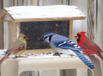 Bluejay-northern-cardinals-at-feeder-800-Sally-Robertson-CC