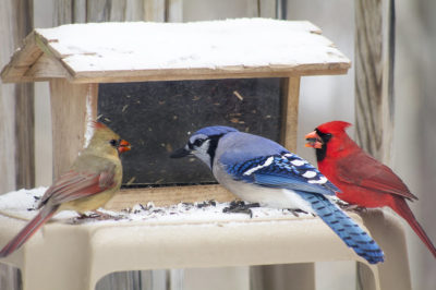A female Northern Cardinal, Blue Jay, and male Northern Cardinal at a feeder