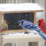 Bluejay-northern-cardinals-at-feeder-800-Sally-Robertson-CC