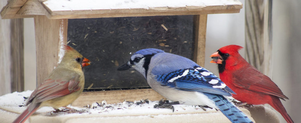 Bluejay-northern-cardinals-at-feeder-800-Sally-Robertson-CC