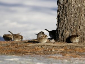 White-throated Sparrows