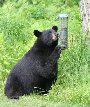 bearbirdfeeder