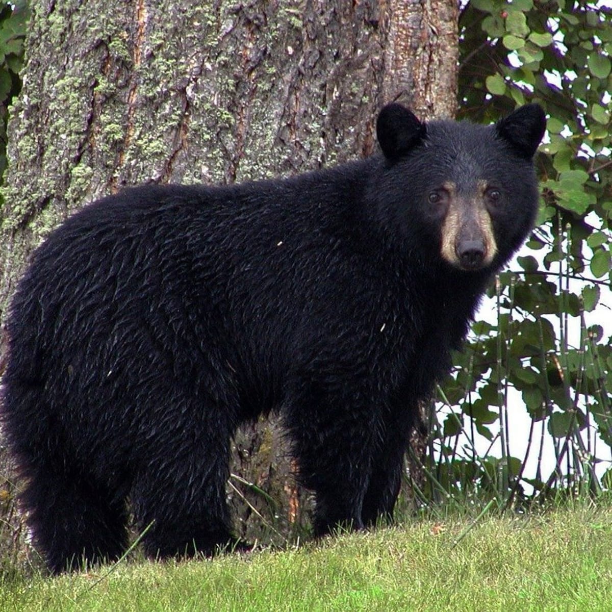 black-bear-new