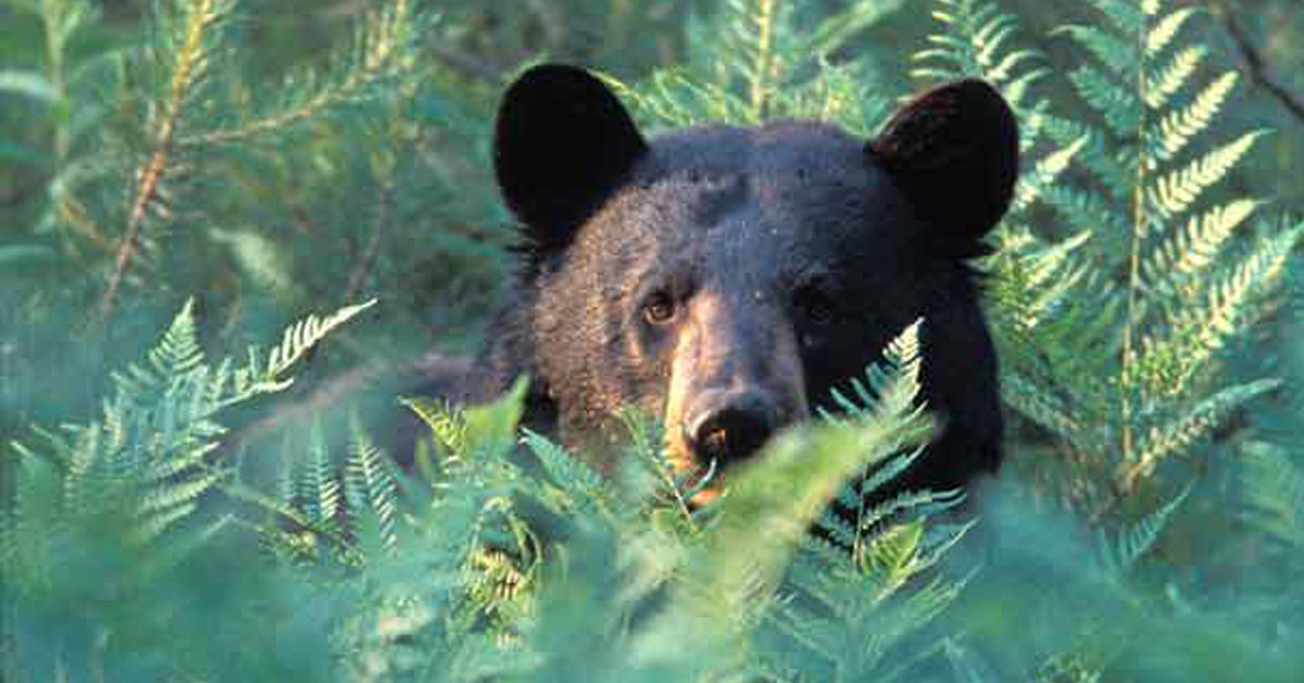 blackbear00 blackbear00