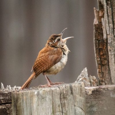 Listen to a Carolina Wren.