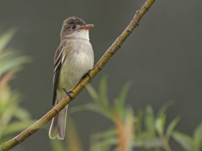 Listen to an Alder Flycatcher.