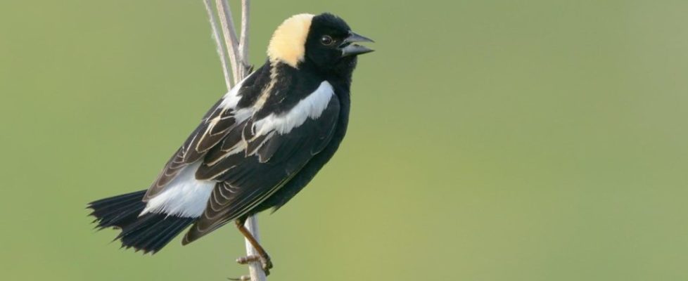 bobolink