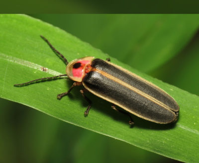 More on Types of Fireflies.