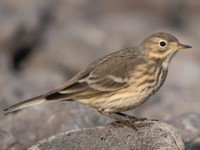 All About Birds: American Pipits