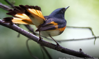 All About Birds: American Redstarts.