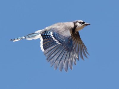 All About Birds: Blue Jays