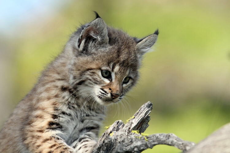 Baby-Bobcat-750x500