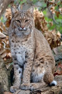 Bobcat_at_Columbus_Zoo_Boo