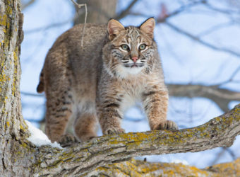 a-bobcat-in-the-wild