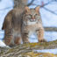a-bobcat-in-the-wild