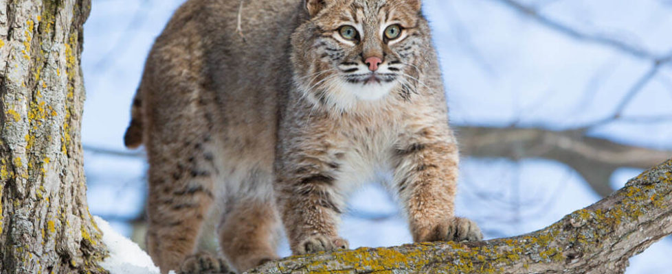 a-bobcat-in-the-wild