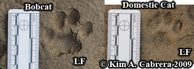 bobcat track in mud and domestic cat track for comparison Above tracks in scale to each other