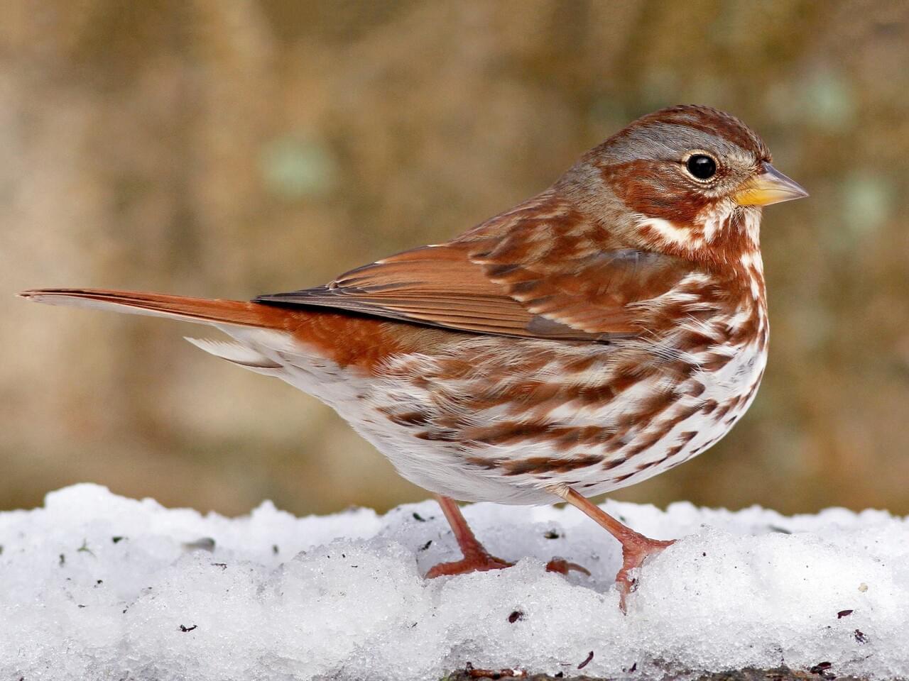 Fox Sparrow. More here from Cornell Lab of Ornithology's All About Birds website