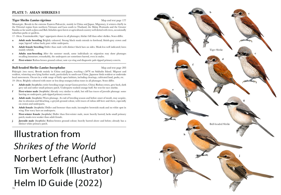 Asian Shrikes